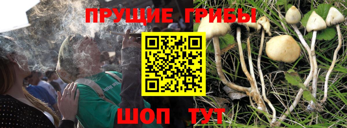 Псилоцибиновые грибы мицелий Ачинск
